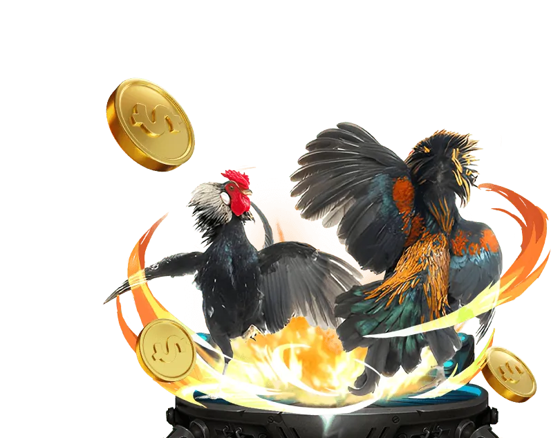 Đá gà Philippines cựa dao